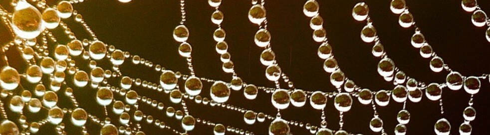 spinnenweb met waterbolletjes - netwerk 