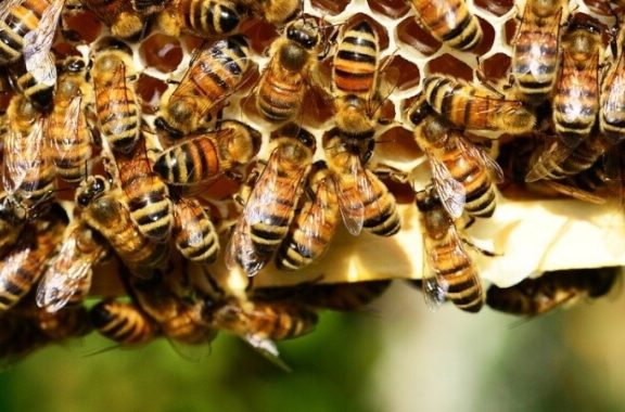 Bijen op een honingraat