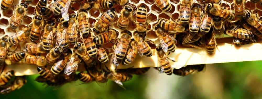 Bijen op een honingraat