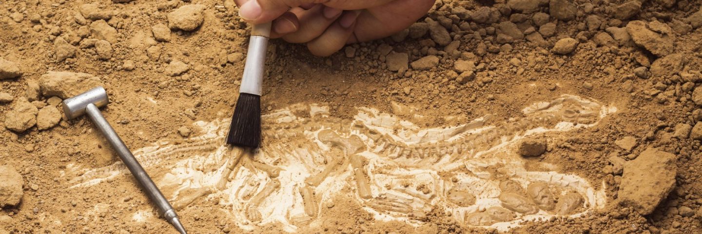 Skeleton and archaeological tools.Training for dig fossil.