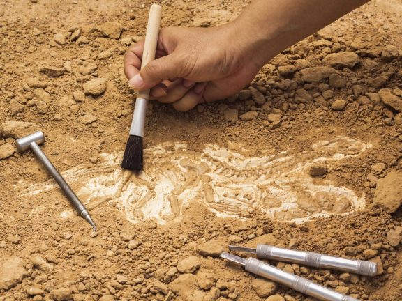 Skeleton and archaeological tools.Training for dig fossil.