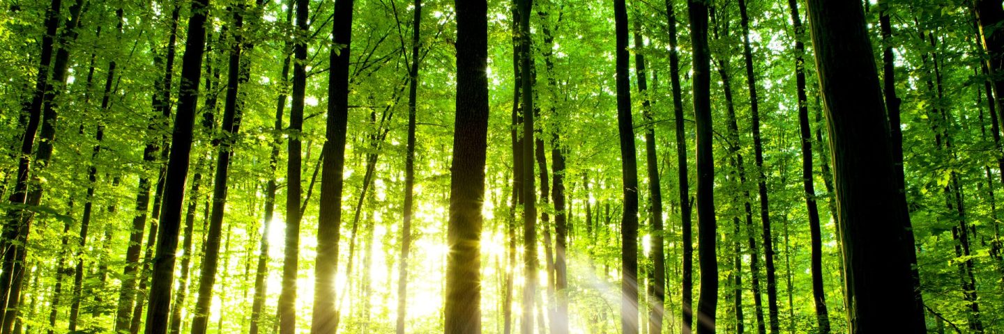 beautiful green forest