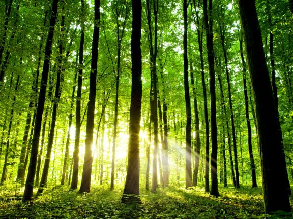 beautiful green forest